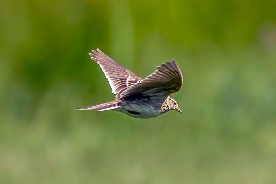 A skylark flies through the air against a green background